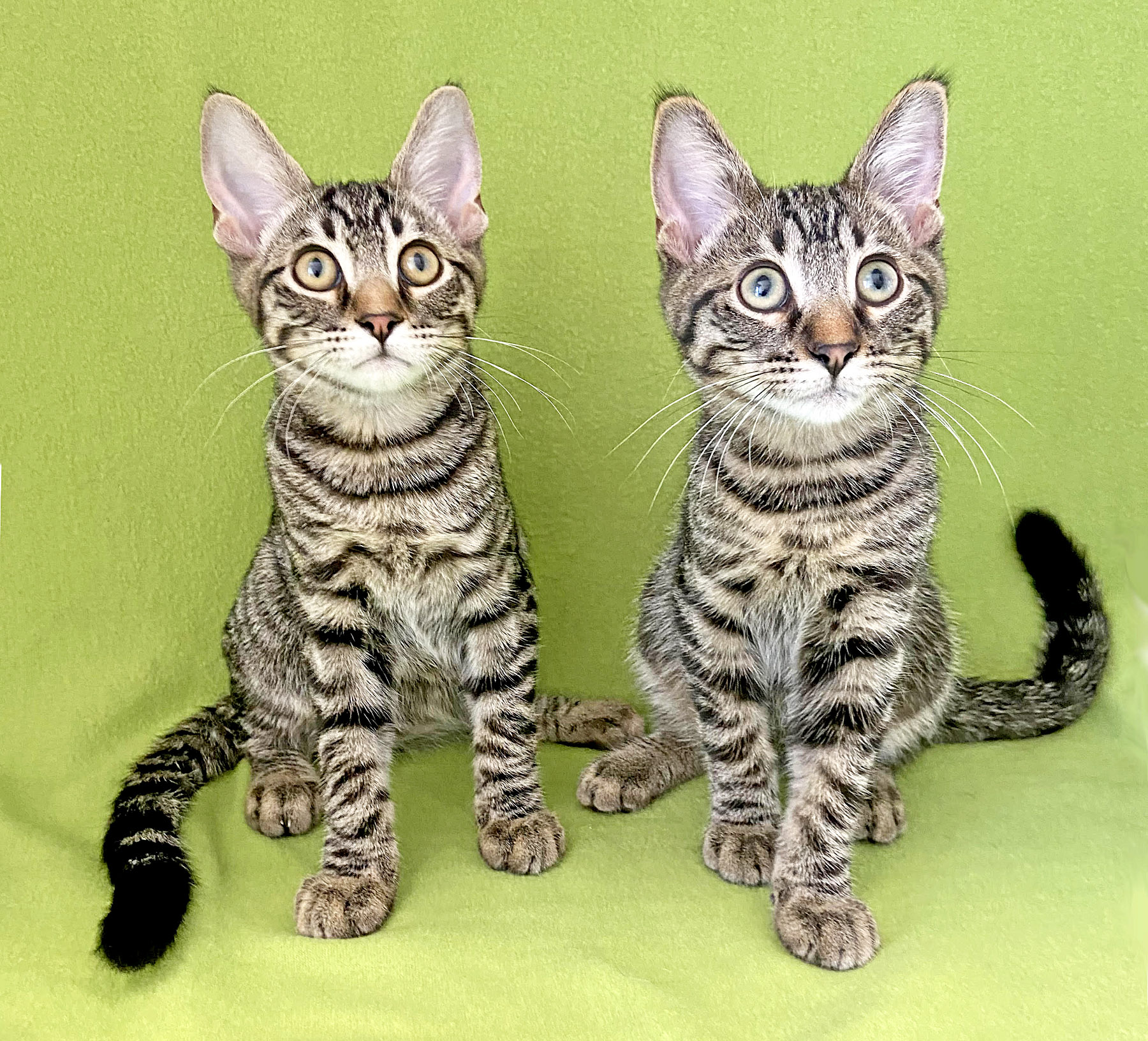 Happy Cats Haven – Pet of the Week Hi, we’re Bean & Mouse, a pair of handsome kitten brothers looking for our furever home together! Don’t let our diminutive names fool you — we’re big on playtime with games like fetch, chase and pounce! Once playtime is over, our gentle loving side comes out and we’ll settle down with you for some brushes and kitty kisses. We’ll do best in a home with older kids and other feline friendly cats; no dogs, please! We qualify for the buddy discount, making our adoption fee just $210 for both of us, which includes our neuters, vaccinations, microchips, food and litter starter kit, and a free well-kitty checkup. Are you ready for double the fun?!? Happy Cats Haven: 719-362-4600, 327 Manitou Ave. Adoptions by appointment only until further notice.www.HappyCatsHaven.org, www.Facebook.com/HappyCatsHaven.