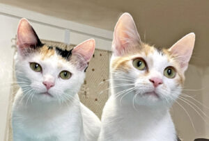 Happy Cats Haven – Pet of the Week — Hello, we’re the Mother Earth Sisters, Terra and Gaia, a beautiful pair of calico sisters rescued as teen moms. With the help of a kind foster family, we raised our kittens and now it’s time to find a furever family of our own! Terra has a mostly white face with patches of orange and black on her forehead, while I have orange tabby stripes on my face as eyeliner! We both have big green eyes that don’t miss a thing, especially toys! We’ll do well in almost any home with gentle kids and feline-friendly cats and dogs. We’ll need to be adopted together and our combined adoption fee is just $60! This includes our spays, vaccinations, microchips, food and litter kits, and free well-kitty checkups. Happy Cats Haven: 719-362-4600, 327 Manitou Ave. Adoptions by appointment only until further notice.www.HappyCatsHaven.org, www.Facebook.com/HappyCatsHaven.