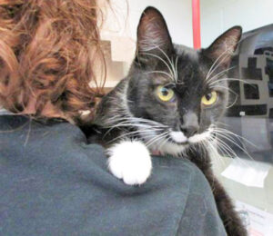 Humane Society – Pet of the Week: Hi, I’m Whiskey Barrel (1314918). I’m a 1-year-old girl looking for a new place to call home. HSPPR staffers call me a social girl since I won’t let you walk by my kennel without meowing for your attention or trying to grab you to say “hello.” I love being petted and scratched behind the ears. I get so excited when I see people that I can’t stop moving, rubbing your legs and purring to show how happy I am. I may do best as the only cat in your home. My adoption is $100, and I come with a voucher for a veterinary exam, vaccinations, 30 days of pet health insurance and a microchip, and I will be spayed. Just ask for Whiskey Barrel (1597735). Humane Society: 719-473-1741, 610 Abbot Lane. Call for hours. www.hsppr.org.