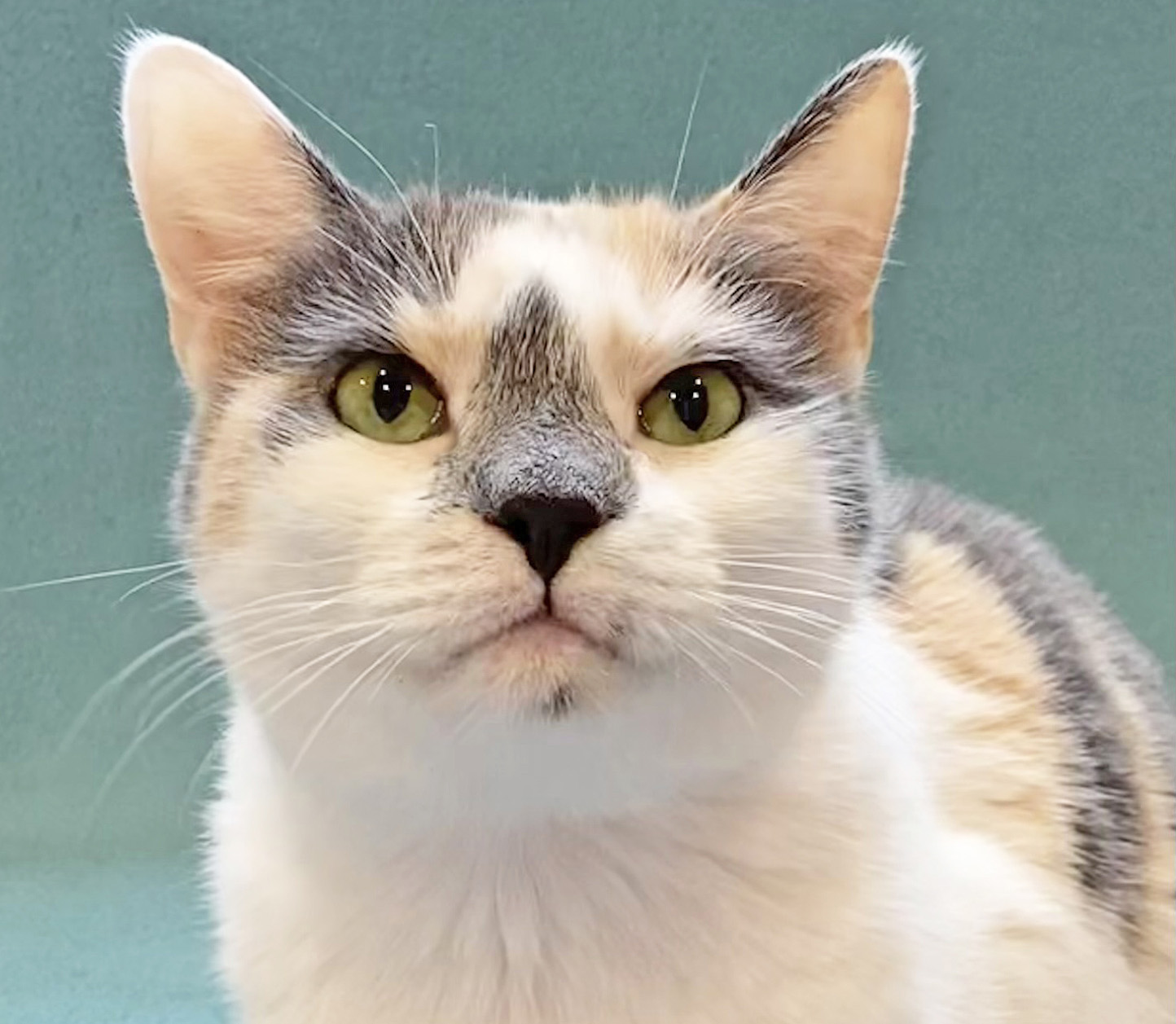 Happy Cats Haven – Pet of the Week: Hello! I’m Leesi! I’m a gorgeous calico girl with lovely yellow-green eyes. I’m a Hemo Hero; I used to donate blood for other kitties at a blood bank! I came to Happy Cats after I retired, and now I’m ready to find a loving home of my own. I’m a gentle girl and really prefer human companionship over other pets. I don’t get along well with dogs, and young children are just too rambunctious. I may be OK with another mild-mannered cat, but dominant kitty personalities are too much for me. I’m about 8 years old, and through August you can adopt me for $30, which includes my spay, vaccinations, microchip, food and litter starter kit, a free well-kitty checkup and a dental procedure. Happy Cats Haven: 719-362-4600, 327 Manitou Ave. Adoptions by appointment only until further notice.www.HappyCatsHaven.org, www.Facebook.com/HappyCatsHaven.