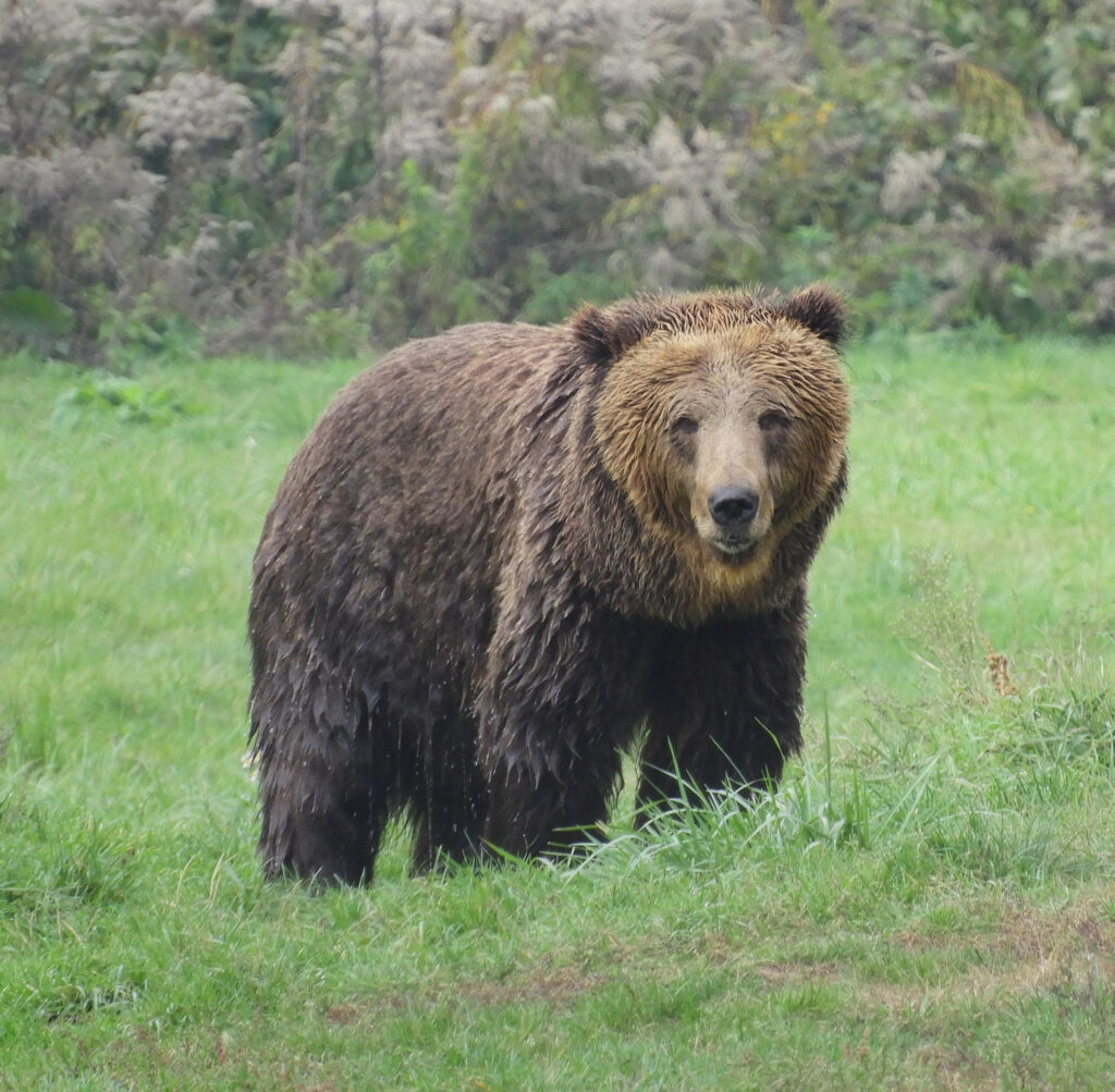 bear