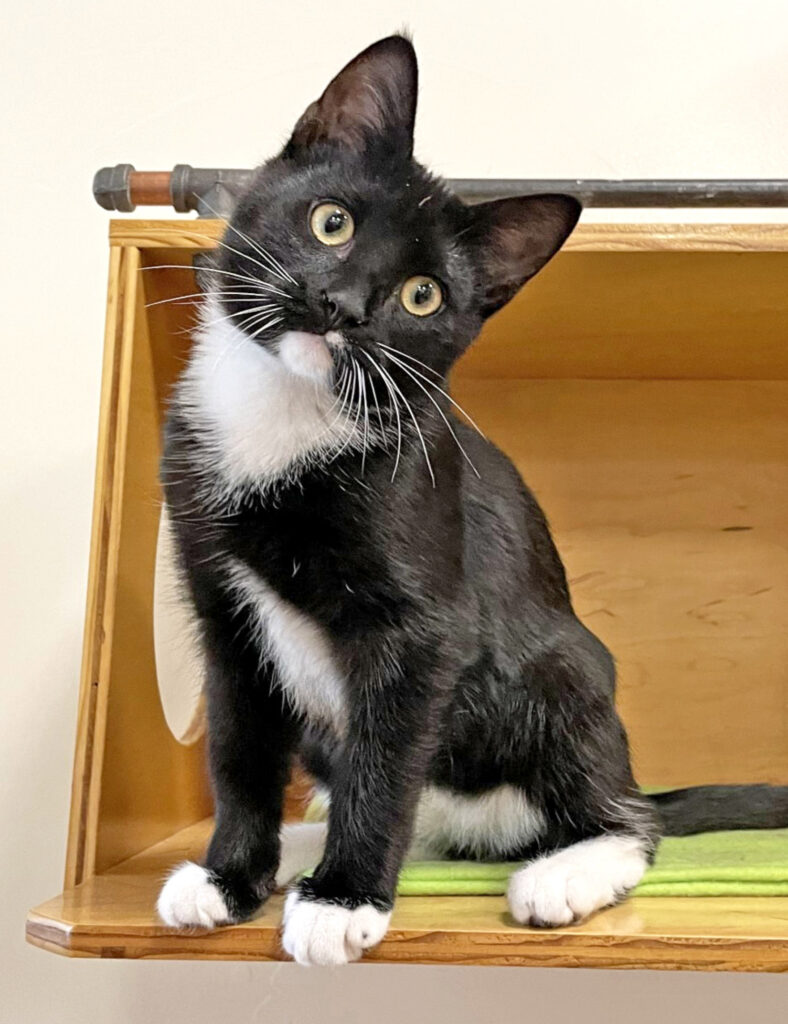 Happy Cats Haven – Pet of the Week: Hi world, I’m Skrap! I’m just about the cutest tuxedo boy you’ll ever meet! I’m a Party Animal, always ready for my next adventure. I did great with children, cats and a big dog, so should do fine with yours too. I’ll need an active home where I can play to my heart’s content, as that’s my favorite time of the day. I’m no slouch when it comes to people time either — I love cuddles with my favorite humans, purring my little whiskers off. I was the runt, so I’m a little small for my age, but I more than make up for it in heart! You can adopt me for $140, which includes my neuter, vaccinations, microchip, food and litter starter kit, and a free well-kitty checkup. Happy Cats Haven: 719-362-4600, 327 Manitou Ave. Adoptions by appointment only until further notice.www.HappyCatsHaven.org, www.Facebook.com/HappyCatsHaven.