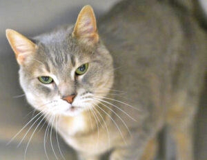 Humane Society – Pet of the Week: Greetings, I’m Freya, a 13-year-old gray tiger and white domestic shorthair cat who’s looking for a retirement home. I’m a sweetheart who loves attention from all people, especially when it means I’m getting scratches behind the ears and able to headbutt you to show my appreciation. It takes only a few seconds for me to start meowing and purring to show you that I’m happy. Other animals make me uncomfortable, so I will need to be the only pet. My adoption is $35, and I come with a voucher for a veterinary exam, vaccinations, 30 days of pet health insurance and a microchip, and I am already spayed. Just ask for Freya (1053404). Humane Society: 719-473-1741, 610 Abbot Lane. Call for hours. www.hsppr.org.