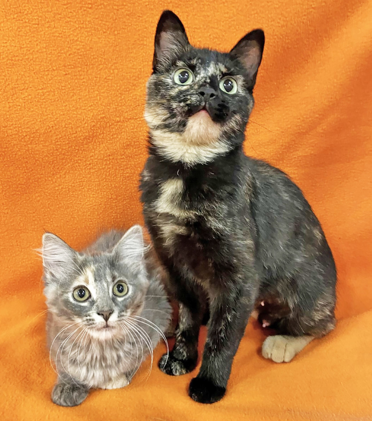 Happy Cats Haven – Pet of the Week: Meet Leia and Freya, a beautiful tortie mother-daughter duo. Leia is the dark orange and black mom with the permanent smile, and Freya is her soft gray-and-peach daughter. They went through a lot before they were rescued, but now are so happy to be inside and safe, purring and playing. Freya is a bit more shy than Leia but warms up quickly with playtime and gentle petting. They’ll do best in a home without small children but should do fine with other cats and possibly a cat-savvy dog, with a gentle introduction. You can adopt them both for $185, which includes their spays, vaccinations, microchips, food and litter starter kit, and a free well-kitty checkup. Happy Cats Haven: 719-362-4600, 327 Manitou Ave. Adoptions by appointment only until further notice.www.HappyCatsHaven.org, www.Facebook.com/HappyCatsHaven.