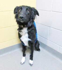 Humane Society – Pet of the Week:  Hi, everyone! I’m Buddy and I have a lot of energy! I’m a 2-year-old Australian Shepherd mix looking for a home that can give me daily exercise, toys and mental stimulation to burn off my energy. I can be shy at first, so a mature home would be best for me where I can learn good manners. HSPPR staff describes me as a “good boy,” but I can’t resist chasing cats so I may do best in a home without other small animals. My adoption is $250, and I come with a voucher for a veterinary exam, vaccinations, 30 days of pet health insurance and a microchip, and I will be neutered. Just ask for Buddy (1601432). Humane Society: 719-473-1741, 610 Abbot Lane. Call for hours. www.hsppr.org.