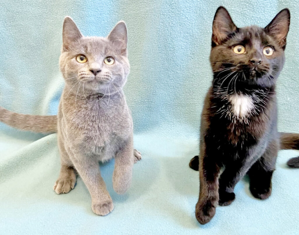 Happy Cats Haven – Pet of the Week: Hi world, meet the A Team, Anchovy and Antares! Anchovy is the soft gray Russian Blue mix kitten and Antares his sleek black brother with the white locket. Antares is the leader who has his brother Anchovy’s back when it comes to new situations and people. They’re full of purrs, especially Anchovy, who gets Antares to come join in the cuddles when his motor revs up. Both have been around other cats and cat-savvy dogs and will do best in a family with older children. At about 3 months old, they can be adopted for $210 for both, which includes their neuters, vaccinations, microchips, food and litter starter kit, and free well-kitty checkups. Happy Cats Haven: 719-362-4600, 327 Manitou Ave. Adoptions by appointment only until further notice.www.HappyCatsHaven.org, www.Facebook.com/HappyCatsHaven.