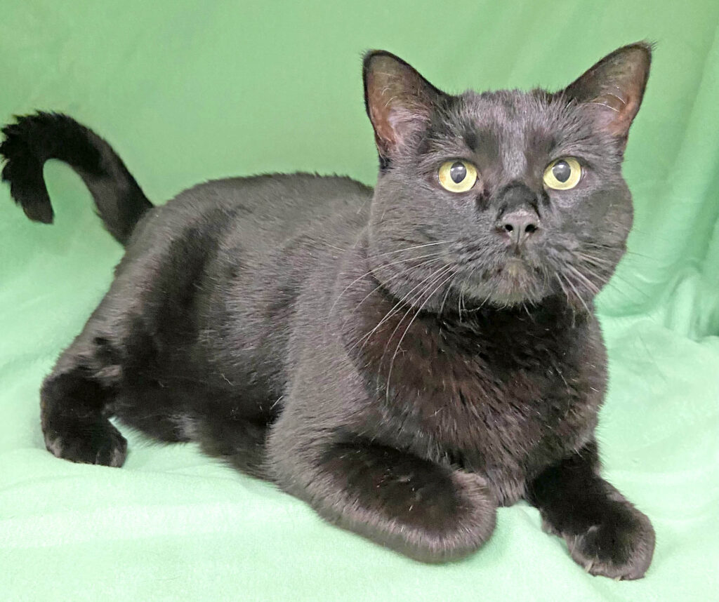 Happy Cats Haven – Pet of the Week: Hi, I’m Sage, a sweet little pantherette with sleek black fur and bright yellow eyes. I was brought to Happy Cats when my humans were no longer able to care for me. I was very much loved in my previous home and I’m looking for a furever home with people who like to cuddle and are willing to share a pillow at bedtime! When it’s playtime, I’ll be the first to entertain! I’ll do well in a home with gentle kids but I do not get along with dogs; they scare me. I’m about 6 and a half years old. You can adopt me for $80, which includes my spay, vaccinations, microchip, food and litter starter kit, and a free well-kitty checkup. Happy Cats Haven: 719-362-4600, 327 Manitou Ave. Adoptions by appointment only until further notice.www.HappyCatsHaven.org, www.Facebook.com/HappyCatsHaven.