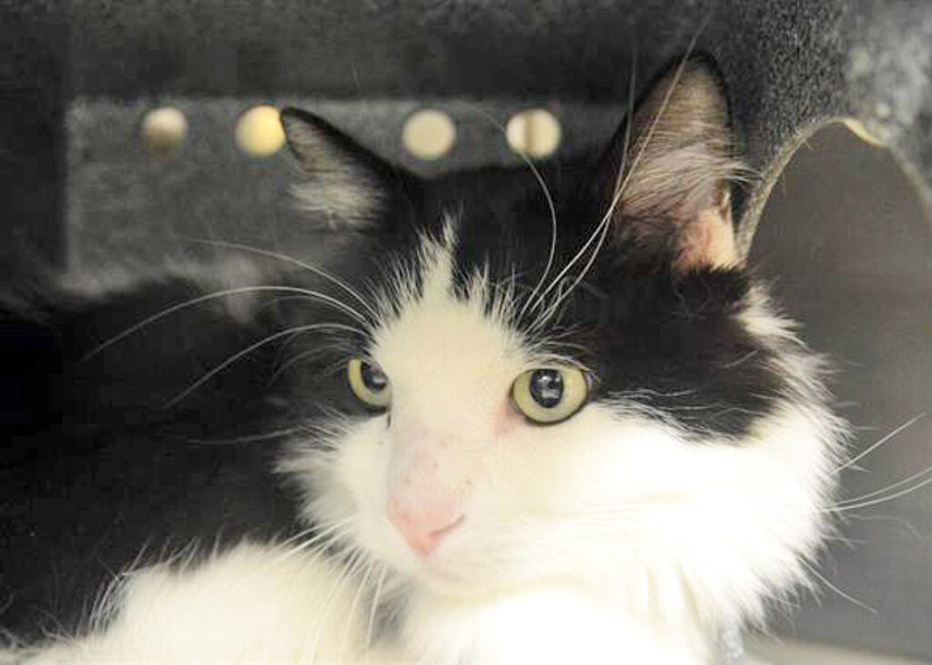 Humane Society – Pet of the Week: I’m Yavin, a 6-year-old domestic longhair cat looking for a new home. HSPPR staffers call me a social butterfly because I’ll meow, rub against your leg and ask to be petted as soon as you walk in the door. I’m currently hanging out in one of HSPPR’s cat colony rooms, where I spend my day interacting with people and other cats. I’m very vocal and will even let out some soft purrs to let you know that I like the way you’re scratching me behind my ears. My adoption is $100, and I come with a voucher for a veterinary exam, vaccinations, 30 days of pet health insurance and a microchip, and I am already neutered. Just ask for Yavin (1602346). Humane Society: 719-473-1741, 610 Abbot Lane. Call for hours. www.hsppr.org.
