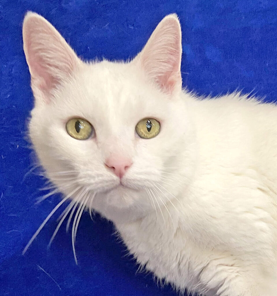 Happy Cats Haven – Pet of the Week: Hello, I’m Picasso, a sophisticated fellow with striking white fur and marigold-colored eyes. I was brought to Happy Cats when I was found trying to survive by myself outside. I have learned to really enjoy the carefree calm of indoor life, so I’m looking to find a furever home where I’ll feel safe and warm! I’ll do best in a quiet home, and I may do all right with other feline-friendly — and mellow — cats, dogs or older kids. I’m about 8 years old and you can adopt me for $80, which includes my neuter, vaccinations, microchip, food and litter starter kit, and a free well-kitty checkup. Are you ready to meet? Happy Cats Haven: 719-362-4600, 327 Manitou Ave. Adoptions by appointment only until further notice.www.HappyCatsHaven.org, www.Facebook.com/HappyCatsHaven.