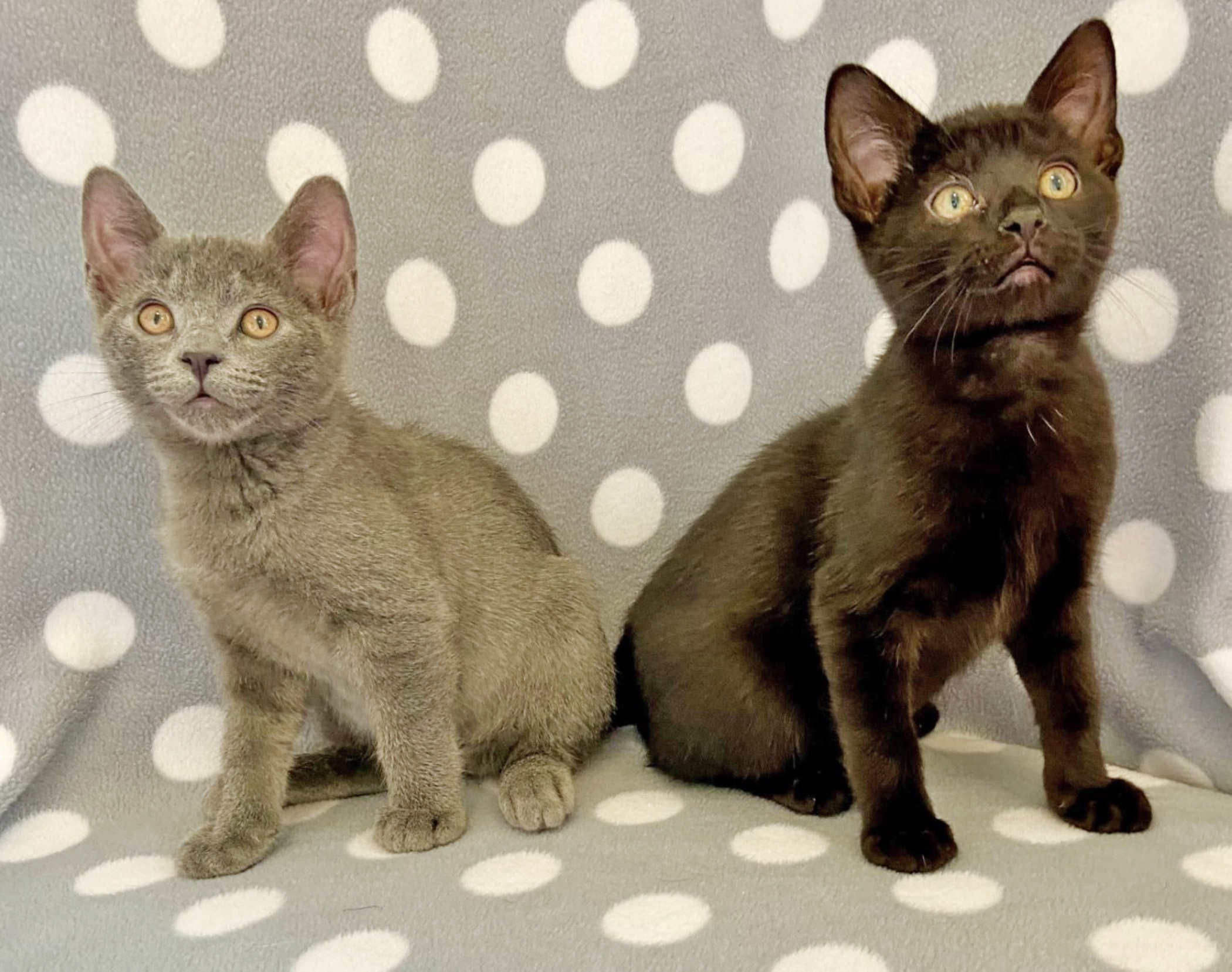 Happy Cats Haven – Pet of the Week: Meet Rafiki and Kion, two of our little Lion King Kittens! They are both confident lions-in-training, the ones who meet you at the door, ready for whatever kitten party you’ll let them throw! They do well with children and will probably be fine with a cat-savvy dog. Like all 3-month-old kittens, playtime is their favorite time of the day. Get out that kitty wand and you’ll be entertained for hours. Once the party settles down, these boys can always be found grooming and snuggling together. Are you the family with room in your home and hearts for both of them? They can be adopted together for $210, which includes their neuters, vaccinations, microchips, food and litter starter kits, and a free well-kitty checkup each. Happy Cats Haven: 719-362-4600, 327 Manitou Ave. Adoptions by appointment only until further notice.www.HappyCatsHaven.org, www.Facebook.com/HappyCatsHaven.