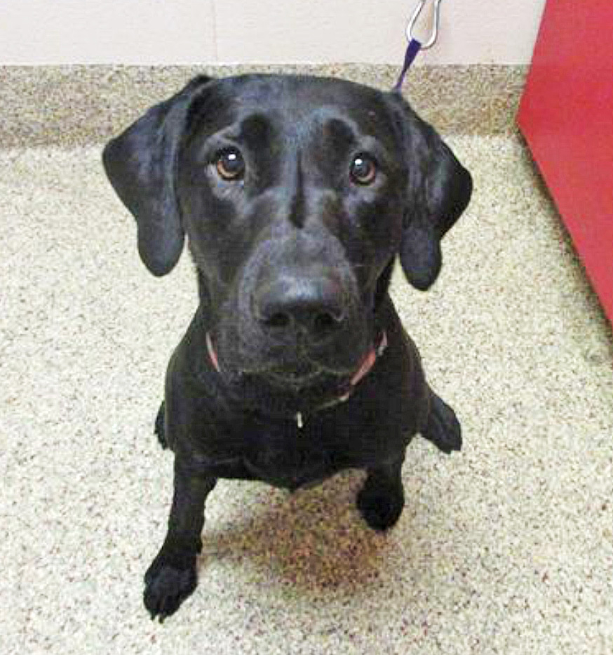 Humane Society – Pet of the Week: Hey there! I’m Mila, a 3-year-old black Labrador retriever that used to be a stray but now I’m making friends at HSPPR. My favorite activities include going on walks, running, hiking, playing tag, playing with dog toys and basically everything that will help me get my energy out every day. Treats are my favorite! I’m very food-motivated to learn new things and it’s so much fun to get a snack after sitting. My energy can be a lot for other dogs, so it’s recommended that I go to a household as the only dog. My adoption is $200, and I come with a voucher for a veterinary exam, vaccinations, 30 days of pet health insurance and a microchip, and I will be spayed. Just ask for Mila (1606512).  Humane Society: 719-473-1741, 610 Abbot Lane. Call for hours. www.hsppr.org.