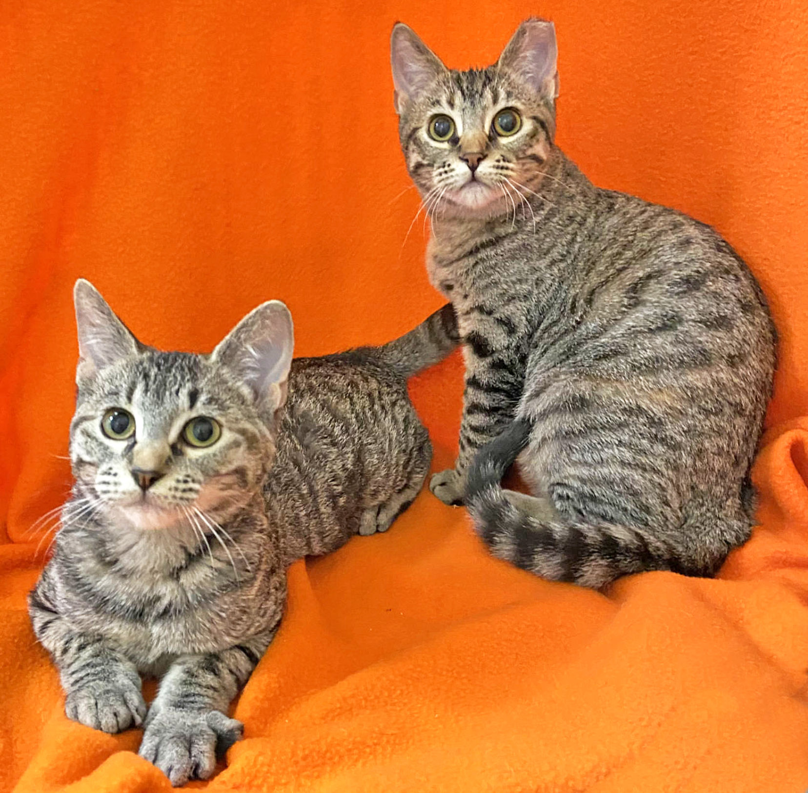 Happy Cats Haven – Pet of the Week: Hello, we’re Mara and Lil, a bonded pair of beautiful tabby catolescent sisters looking for our furever family together! At just 4 months old, we were rescued and brought to the Haven after trying to survive outside. Mara has the Bengal-like spots and the ear-tipped badge of courage, and I’m Lil, her slightly smaller sister with more stripes than spots. We love to do everything together, including pouncing and playing! Like any kittens, we’ll sprint after any toy! We’ll do best in a quiet home without kids or dogs, but other feline-friendly cats should be fine. We can be adopted together for just $210, which includes our spays, vaccinations, microchips, food and litter starter kits, and a free checkup each with our wonderful partner vets. Happy Cats Haven: 719-362-4600, 327 Manitou Ave. Adoptions by appointment only until further notice.www.HappyCatsHaven.org, www.Facebook.com/HappyCatsHaven.