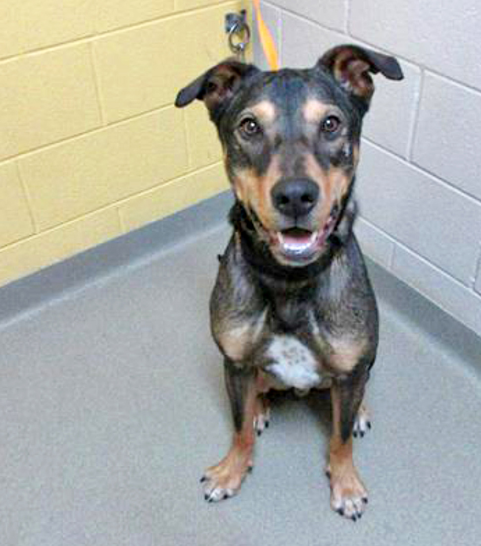 Humane Society – Pet of the Week: Hello! I’m Chewie, a 1-year-old Labrador retriever and rottweiler mix. I came into HSPPR as an owner surrender and now I’m looking for a new place to call home. I have a lot of energy, so I’m looking for someone with an active lifestyle and can give me exercise, toys and mental stimulation every day. I also have a lot of personality and would benefit from training classes. I love running around and playing outside with other dogs, so it would be pretty paw-some if you already have dogs! My adoption is $250, and I come with a voucher for a veterinary exam, vaccinations, 30 days of pet health insurance and a microchip, and I’m already neutered. Just ask for Chewie (1565076). Humane Society: 719-473-1741, 610 Abbot Lane. Call for hours. www.hsppr.org.