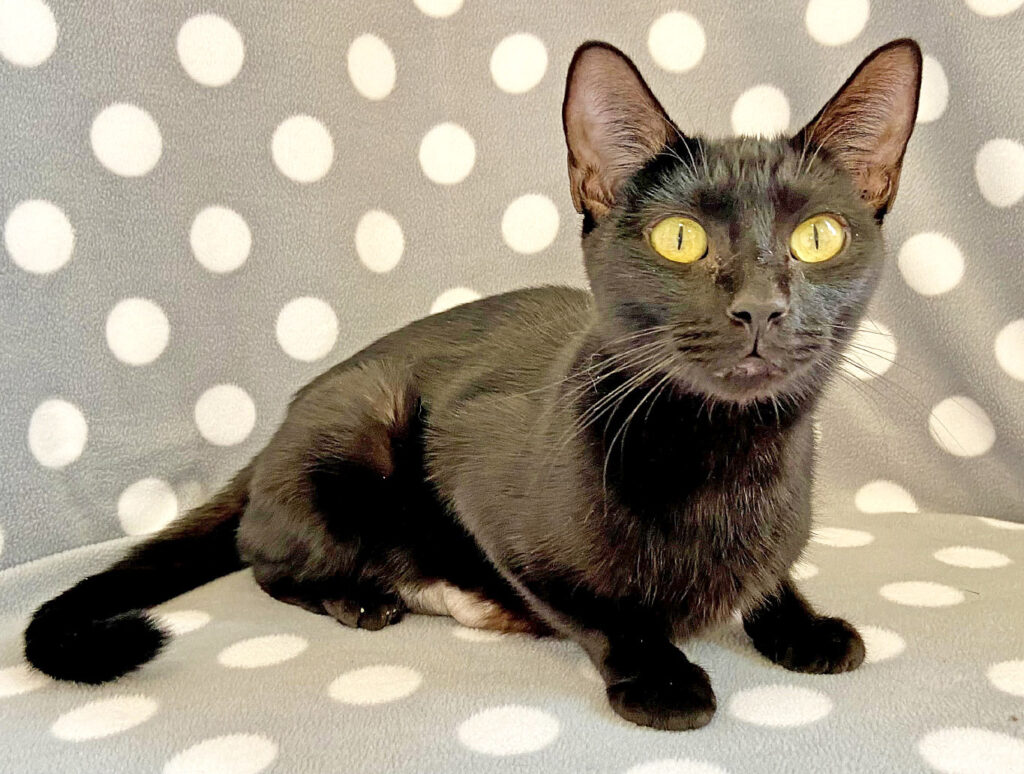 Happy Cats Haven – Pet of the Week: Hello, I’m Sarabi, a beautiful pantherette with sleek black fur and gentle yellow eyes. I was brought to Happy Cats along with my kittens when my previous owner was no longer able to care for me. All of my kittens have been adopted and now I’m ready for a furever home of my own! I get along with people of all kinds; I’m a complete snuggle bunny! I’ll do best in a home without other cats, but a slow introduction to feline-loving dogs would be OK! I’m about 1 year old and you can adopt me for $80, which includes my spay, vaccinations, microchip, food and litter starter kit, and a free well-kitty checkup to help you get started. Happy Cats Haven: 719-362-4600, 327 Manitou Ave. Adoptions by appointment only until further notice.www.HappyCatsHaven.org, www.Facebook.com/HappyCatsHaven.
