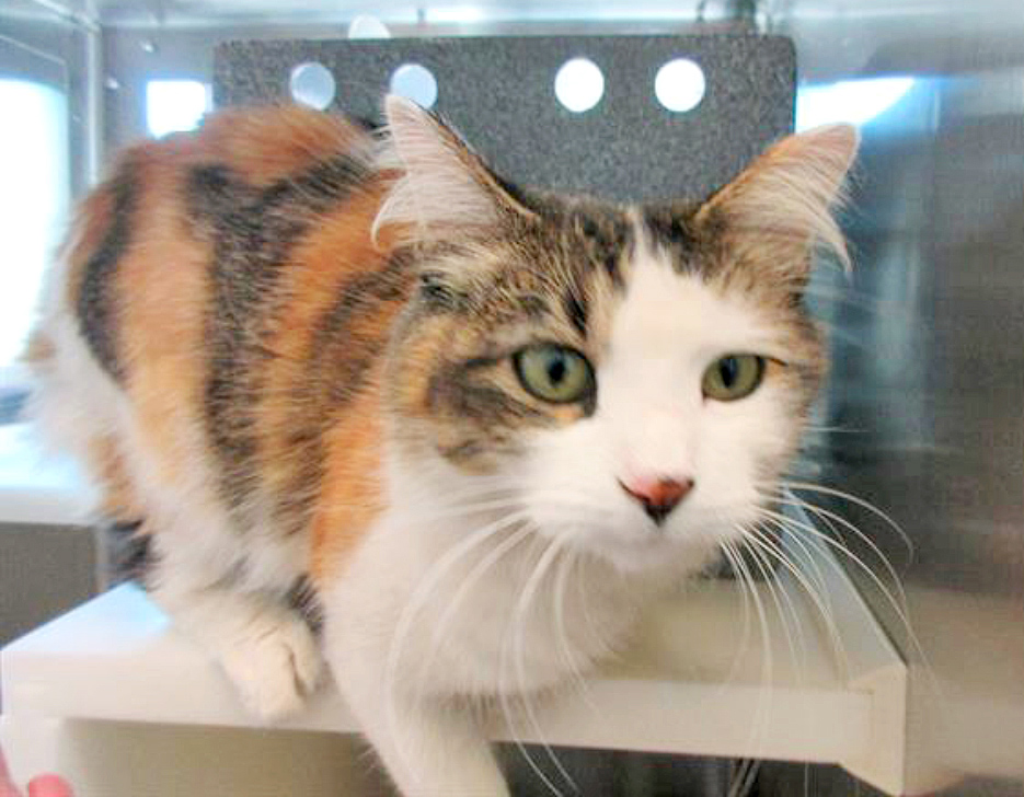 Humane Society – Pet of the Week: Hi, I’m Buttons and I’m a 2-year-old domestic longhair cat. I got my name because I’m as cute as a button! I came to HSPPR as a stray and now I’m waiting for my new family. I love people and other cats, and I live in a cat colony room so I can interact with other cats and people all day long! Scratches behind the ears and being petted down my back are my favorite, that’s when I really connect with people and know they love me. My adoption is $100 and I come with a voucher for a veterinary exam, vaccinations, 30 days of pet health insurance, a microchip, and I will be spayed. Just ask for Buttons (1610945). Humane Society: 719-473-1741, 610 Abbot Lane. Call for hours. www.hsppr.org.