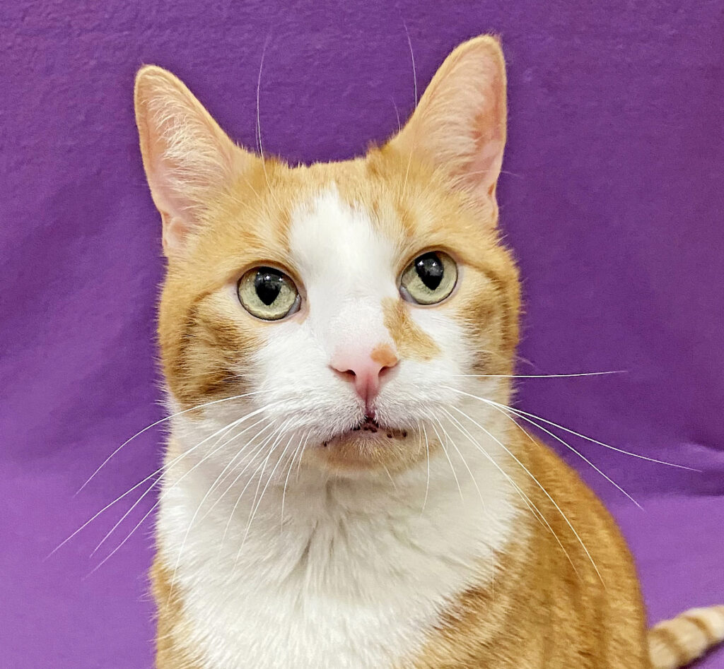 Happy Cats Haven – Pet of the Week: Hello, I’m ZZ, a dashing boy with jade-green eyes and a distinctive freckle on my nose! I came to Happy Cats when my previous people were no longer able to provide for my care. I love people and I’m a total snuggle bunny once I get to know and trust you! At 7 years young, I still love to play and pounce, especially with wand toys! I’ll do best in a calm, quiet home without other pets or kids. This way I can be the king of your castle and ruler of lap time with purrs! You can adopt me for just $80, which includes my neuter, vaccinations, microchip, food and litter starter kit, and a free well-kitty checkup. Happy Cats Haven: 719-362-4600, 327 Manitou Ave. Adoptions by appointment only until further notice.www.HappyCatsHaven.org, www.Facebook.com/HappyCatsHaven.