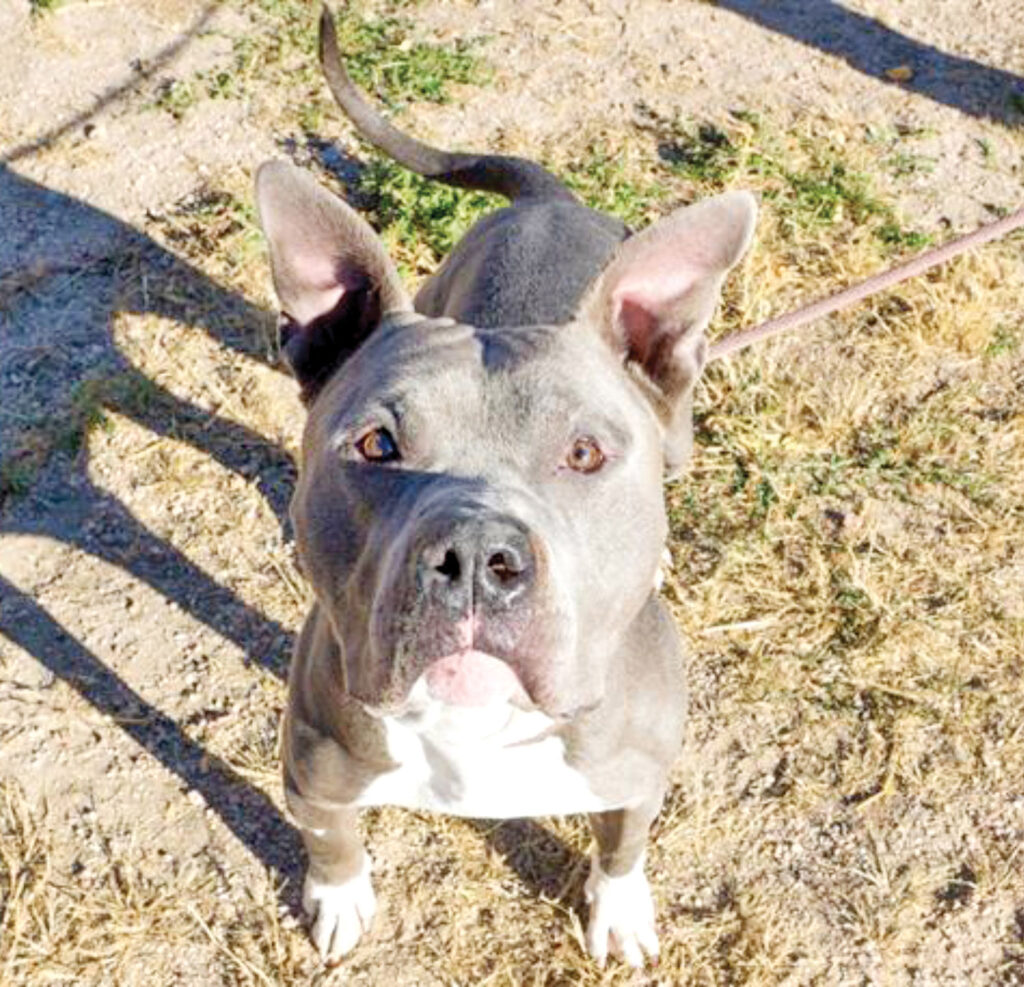 Humane Society – Pet of the Week: Hi! I’m Confetti and my name matches my energetic personality! I’m a 3-year-old pit bull with a lot of energy and will need daily exercise, toys and mental stimulation. I get so excited to meet new people and other dogs, I can be pushy sometimes. I would probably do best in a home without any small animals. I love treats so much that I will sit for you and become your best friend. I was a stray, but my friends at the shelter say I have the biggest smile in the whole world! My adoption is $75 and I come with a voucher for a veterinary exam, vaccinations, 30 days of pet health insurance and a microchip, and I will be neutered. Just ask for Confetti (1610665). Humane Society: 719-473-1741, 610 Abbot Lane. Call for hours. www.hsppr.org.