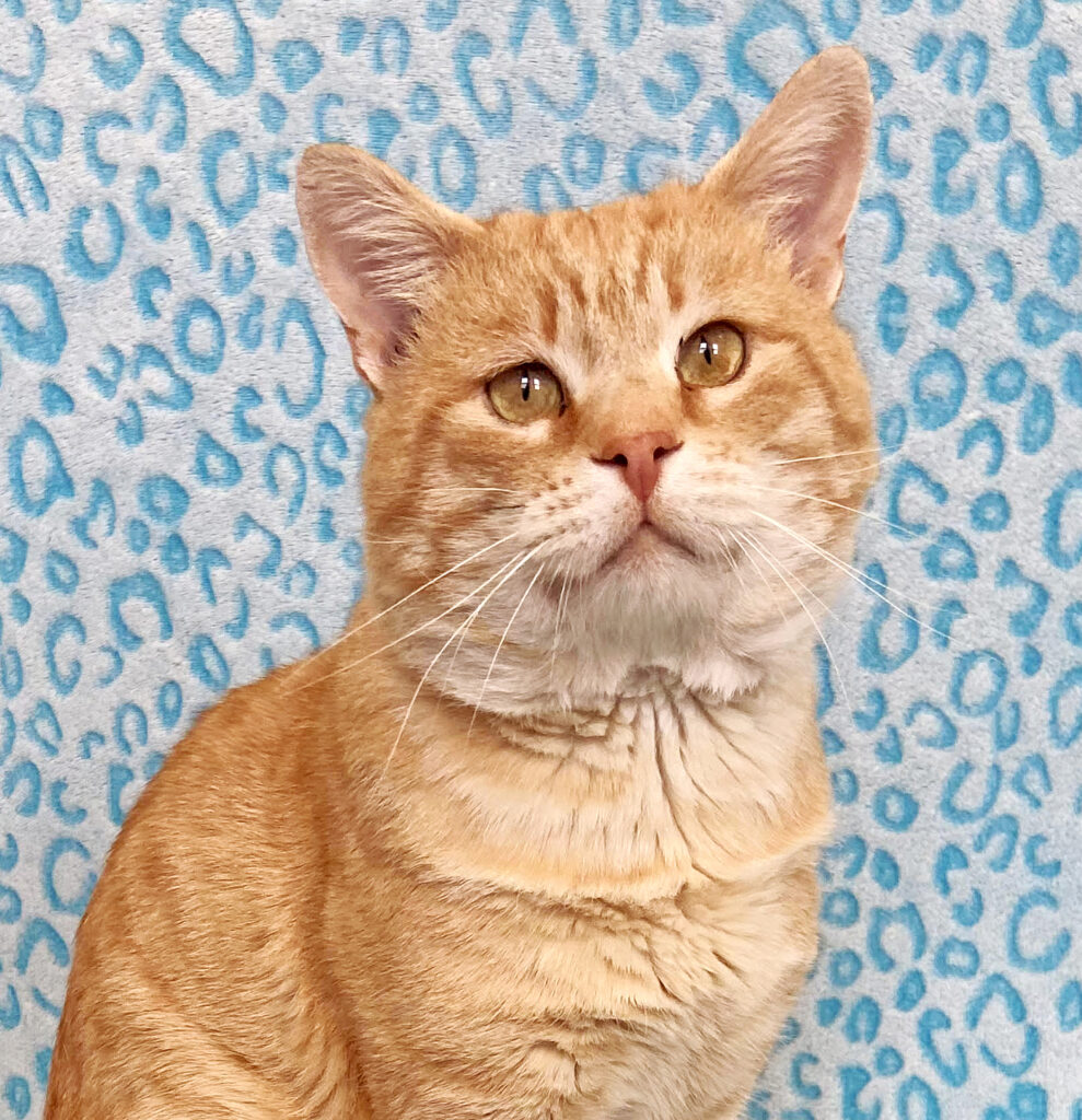 Happy Cats Haven – Pet of the Week: Hello, I’m Hobbes, a big, sweet, gentle boy with soft yellow eyes. I was brought to Happy Cats when I was found trying to survive outside. I’m loving the indoor life and I’m ready to find my forever home! I’m a total Snuggle Bunny and, if you sit down on the floor with me, I’ll get up on your lap and serenade you with my uproarious purrs! After my time outside, I’ll do best in a calm, quiet house where I can get lots of attention and know I’m safe. I’m about 4 years old and you can adopt me for $80, which includes my neuter, vaccinations, microchip, food and litter starter kit, and a free well-kitty checkup. Happy Cats Haven: 719-362-4600, 327 Manitou Ave. Adoptions by appointment only until further notice.www.HappyCatsHaven.org, www.Facebook.com/HappyCatsHaven.