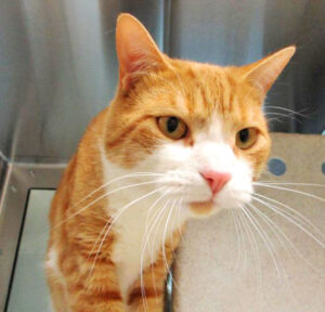 Humane Society – Pet of the Week: Hello there! My name is Simba and I’m a 3-year-old orange tabby and white domestic shorthair cat. I came into HSPPR as a stray and now I’m looking for a family to take me home. HSPPR staffers say that I’m like a Sour Patch Kids candy because I need some time to get comfortable first before I’m sweet and show my real personality. I’m not a big fan of being picked up, but I do enjoy being petted and meowing to show how much I appreciate you. My adoption is $100, and I come with a voucher for a veterinary exam, vaccinations, 30 days of pet health insurance and a microchip, and I will be neutered. Just ask for Simba (1613014). Humane Society: 719-473-1741, 610 Abbot Lane. Call for hours. www.hsppr.org.