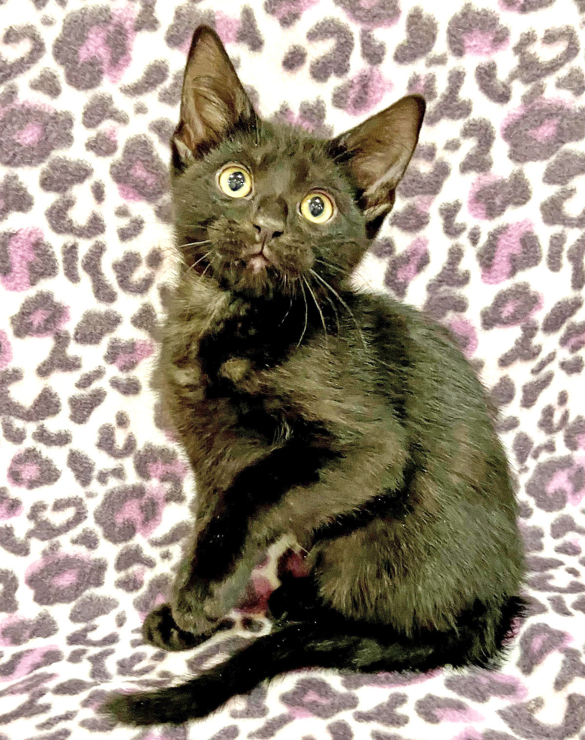 Happy Cats Haven – Pet of the Week: Hi, I’m Morpheus, an adorable little boy with sleek black fur and big yellow eyes. I was born at Happy Cats after my mama was found ready to have kittens and trying to survive outside. My brothers and I are big kittens now, so we’re looking to find homes of our own! I love hanging with hoomans, especially when we get to cuddle. I’ll do great in a calmer home with older kids and other feline-friendly cats. I might be OK with a cat-experienced dog if I get a gentle introduction! I’m about 2 and a half months old, and you can adopt me for $140, which includes my neuter, vaccinations, microchip, food and litter starter kit, and a free well-kitty checkup. Happy Cats Haven: 719-362-4600, 327 Manitou Ave. Adoptions by appointment only until further notice.www.HappyCatsHaven.org, www.Facebook.com/HappyCatsHaven.