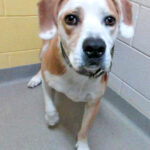 Pet of the Week