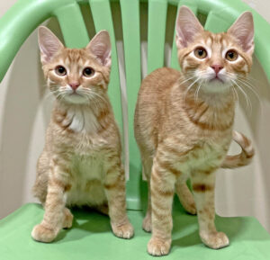 Happy Cats Haven – Pet of the Week: Hello, we’re Gromit and Wallace, an adorable little ginger duo! You can tell us apart because Wallace has a slightly darker orange coat and I have a slightly whiter bib! We’ll do best in a family with older children who can respect our need to call the shots on when to pet us and when we need a little space. A home without dogs will let us blossom into confident, handsome cats. We’re totally bonded and need to go home together and our Friends & Family discount, courtesy of the Petco Love Foundation, makes that happen for $210. That includes our neuters, vaccinations, microchips, food and litter starter kits, and a free well-kitty checkup each with our wonderful partner veterinarians. Happy Cats Haven: 719-362-4600, 327 Manitou Ave. Adoptions by appointment only until further notice.www.HappyCatsHaven.org, www.Facebook.com/HappyCatsHaven.