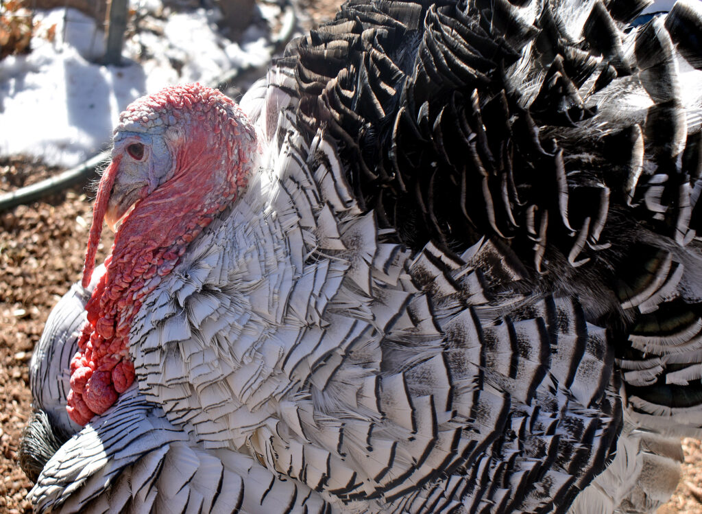 Photo by Rhonda Van Pelt. Jackson the turkey, who lives with Tammila and Erick Wright in Manitou Springs, isn’t worried about being the main course on Thanksgiving. The 10-year-old tom, which they took in about eight years ago, has his own room and is careful about where he “goes.” Jackson loves to have visitors, especially young ones, Tammila Wright said.