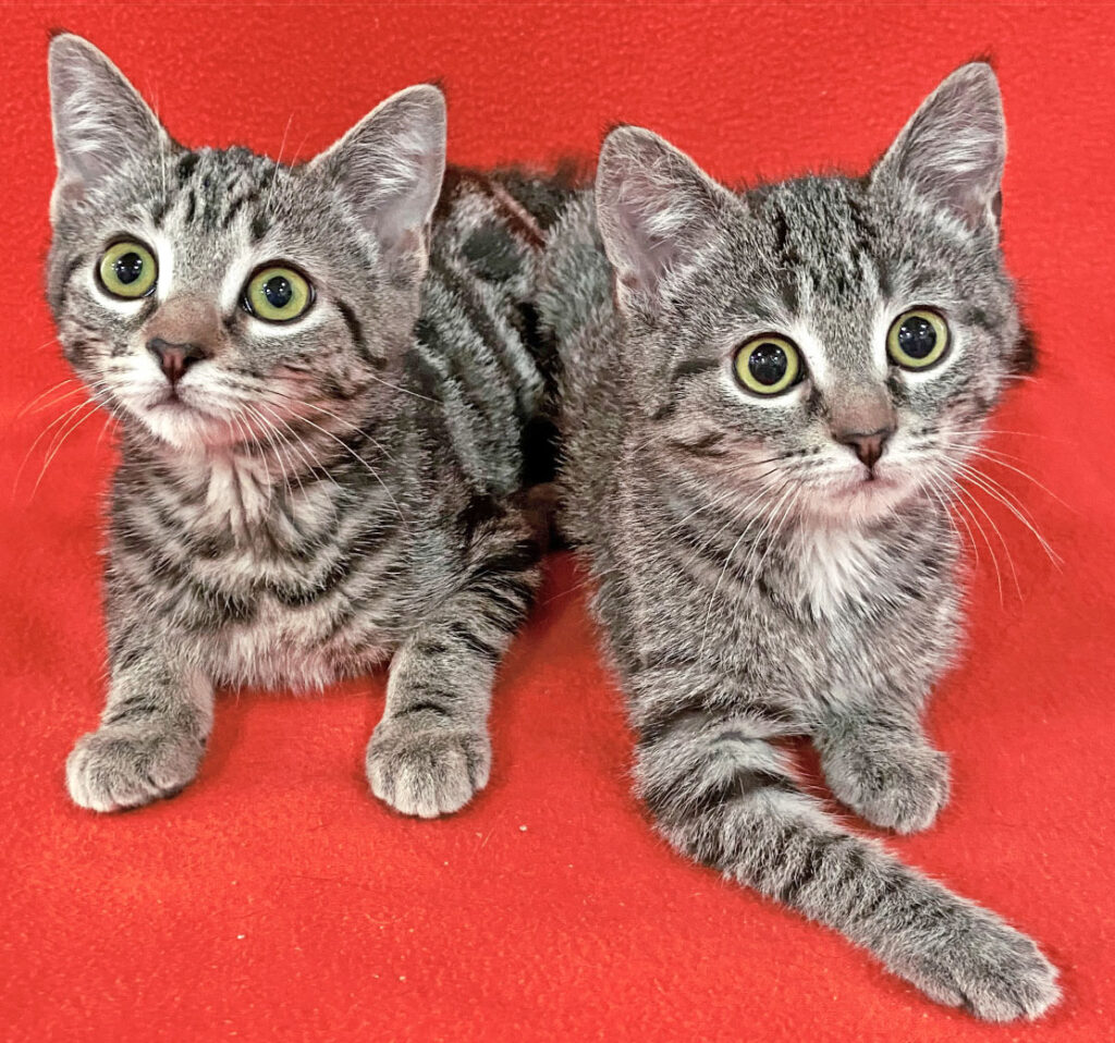 Happy Cats Haven – Pet of the Week: Hello, we’re Saturn and Comet, a pair of high-energy boys looking for our forever homes! We both love to play and pounce as well as make sneak attacks from high places! We’ll do well in feline-friendly homes and even with kids. You’ll find us and more kittens during the Kitten Adoption Fair on Saturday, Dec. 10, at the Haven and the Catology Cat Hotel, 4703 Centennial Blvd., from noon to 5 p.m. If you’re ready for a furtastic adventure and lots of purrs, come see us! Happy Cats Haven: 719-362-4600, 327 Manitou Ave. Adoptions by appointment only until further notice.www.HappyCatsHaven.org, www.Facebook.com/HappyCatsHaven.