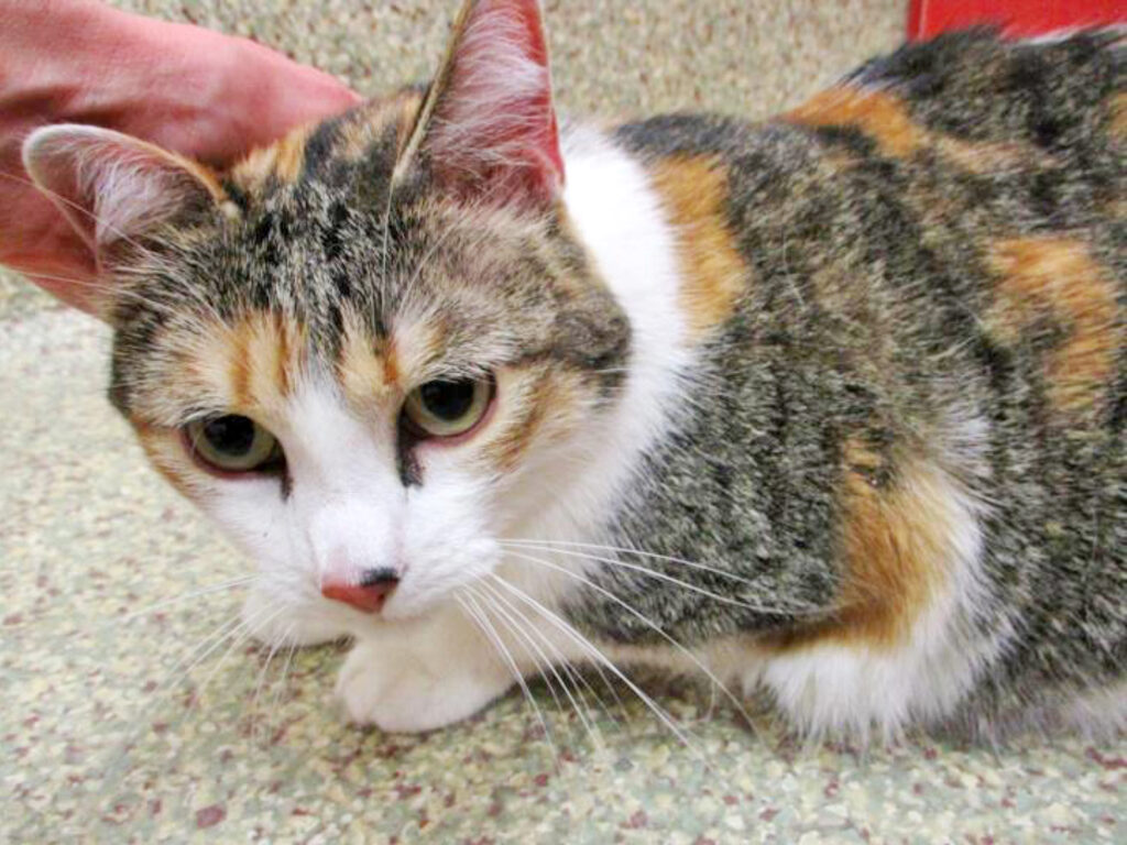 Humane Society – Pet of the Week: My name is Sunny and I’m here to make you smile! I’m a 7-year-old calico and brown tiger that came into HSPPR as an owner surrender and now I’m ready to find my new home. I’m in one of HSPPR’s cat colony rooms, where I get to spend my day hanging out with other cats and meeting new people. I can be shy at first, so I might do my own thing when you first come in the door. But don’t let that fool you — I’m a social butterfly once I’m comfortable. My adoption is $35 and I come with a voucher for a veterinary exam, vaccinations, 30 days of pet health insurance and a microchip, and I am already spayed. Just ask for Sunny (1616777). Humane Society: 719-473-1741, 610 Abbot Lane. Call for hours. www.hsppr.org.