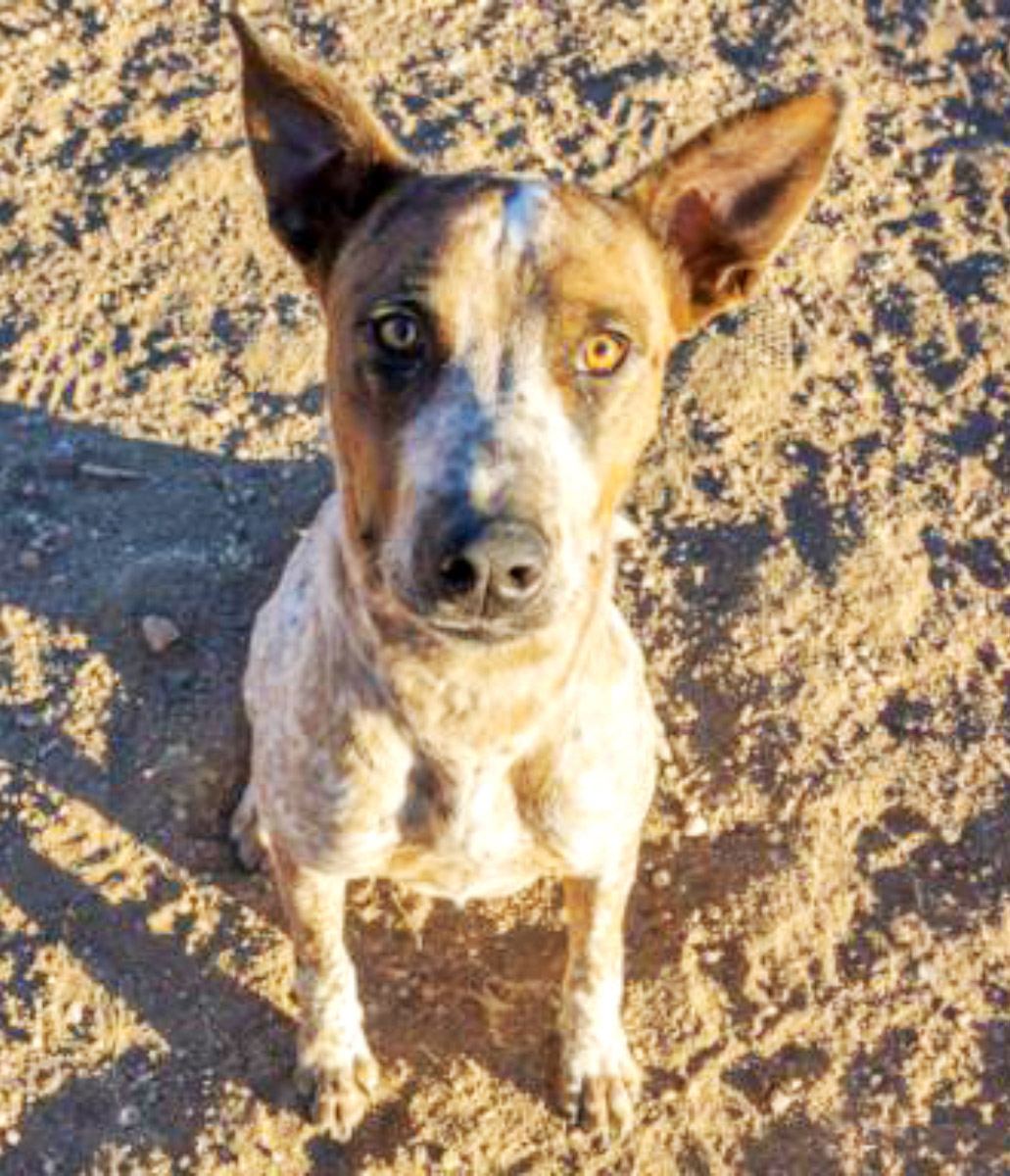Humane Society – Pet of the Week: My name is Aviator Jones and I’m ready for my new family to walk in the doors! I’m a 2-year-old Australian cattle dog mix that came into HSPPR as stray. I’m a shy guy at first and can be a little slow to open up to new people. But once you gain my trust, I love to show my true energetic personality! I’m looking for an active household that can take me outside every day to play with me and let me run off my energy. My adoption is $250, and I come with a voucher for a veterinary exam, vaccinations, 30 days of pet health insurance and a microchip, and I am already neutered. Just ask for Aviator Jones (1616801). Humane Society: 719-473-1741, 610 Abbot Lane. Call for hours. www.hsppr.org.