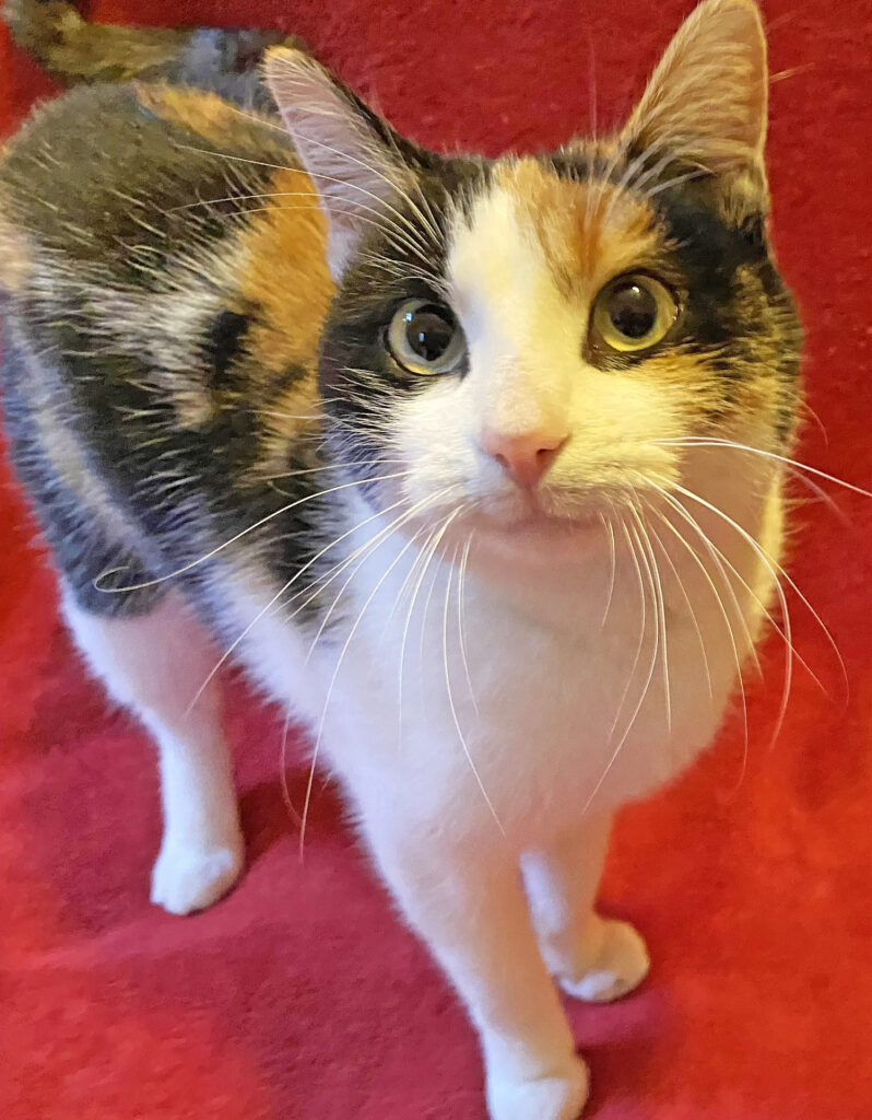 Happy Cats Haven – Pet of the Week: Hi, I’m Miss Dotty, a beautiful short-haired gal with golden eyes who is ready to find my furever home. I watched my people pack up their house and leave me behind in the winter cold with my sister and kittens; I was devastated! I’m done with the outdoor life and I’ll show you how much I appreciate being in a warm comfortable house by curling up in your lap! At a little more than a year old, I’m as playful as a kitten, so bring out the toys! I can be adopted for just $80, which includes my spay, vaccinations, microchip, food and litter starter kit and a free well-kitty checkup. Are you ready to open your home to me furever?! Happy Cats Haven: 719-362-4600, 327 Manitou Ave. Adoptions by appointment only until further notice.www.HappyCatsHaven.org, www.Facebook.com/HappyCatsHaven.