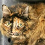 Pet of the Week