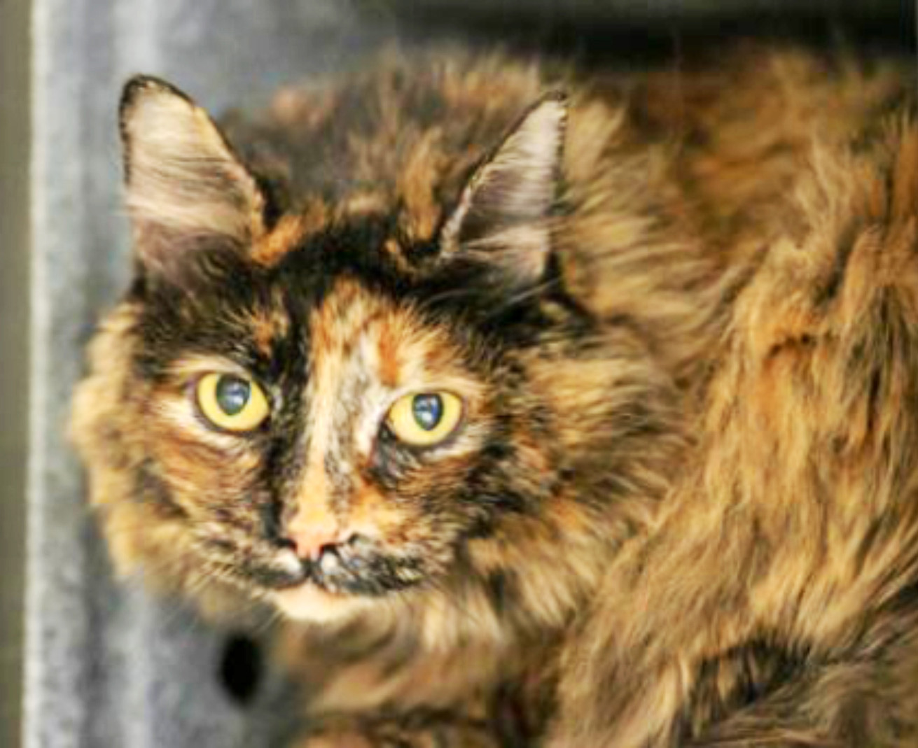 Humane Society – Pet of the Week: My name is Romanoff and I’m ready for my new family to walk in the doors! I’m a 7-year-old tortie that came into HSPPR as stray. I’m currently staying in one of HSPPR’s cat colony rooms, where I get to spend my day interacting with other cats and people. I’ve been told that I’m a good girl, but I just don’t like to be picked up so I would prefer a mature household. I can be shy at first, but I just need some confidence before I receive attention. My adoption is $35 and I come with a voucher for a veterinary exam, vaccinations, 30 days of pet health insurance and a microchip, and I am already spayed. Just ask for Romanoff (1619313). Humane Society: 719-473-1741, 610 Abbot Lane. Call for hours. www.hsppr.org.