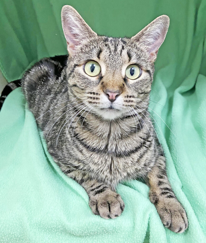Happy Cats Haven – Pet of the Week: Hello, I’m Violet, a gorgeous tabby girl with spring-green eyes! I came to Happy Cats with my kittens after we were found trying to make it outside alone. I’m ready to find my furever home! I love to follow my hoomans around the house and I especially love lap time! I’ll do best in a home that has another kitty who is feline-friendly and can be my pal; I get lonely when my people are gone. I’ll probably do well with older kids and I might do well with a cat-experienced dog after a slow introduction. I’m about 2 years old and you can adopt me for $80, which includes my spay, vaccinations, microchip, food and litter starter kit and a checkup. Happy Cats Haven: 719-362-4600, 327 Manitou Ave. Adoptions by appointment only until further notice.www.HappyCatsHaven.org, www.Facebook.com/HappyCatsHaven.