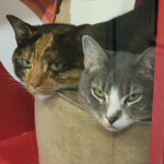 Happy Cats Haven
